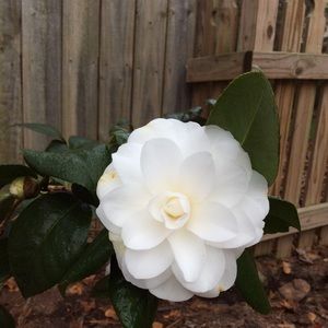 Meet your Posher, Ann